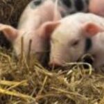 Profielfoto van dikkertjedap